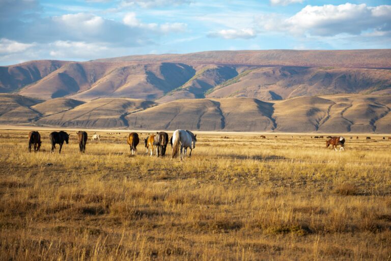 A serene herd of wild horses grazing by the Altai Mountains, Russia.