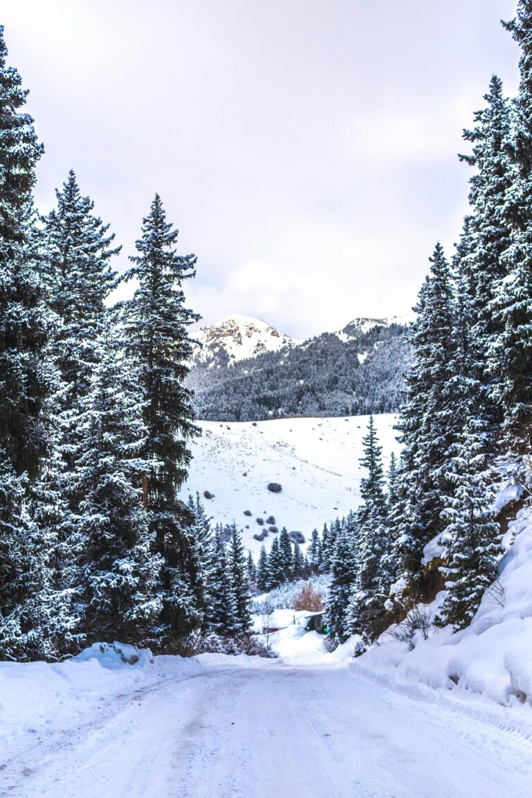 Snow-covered conifer trees line a winter road in Karakol, providing a serene alpine view.