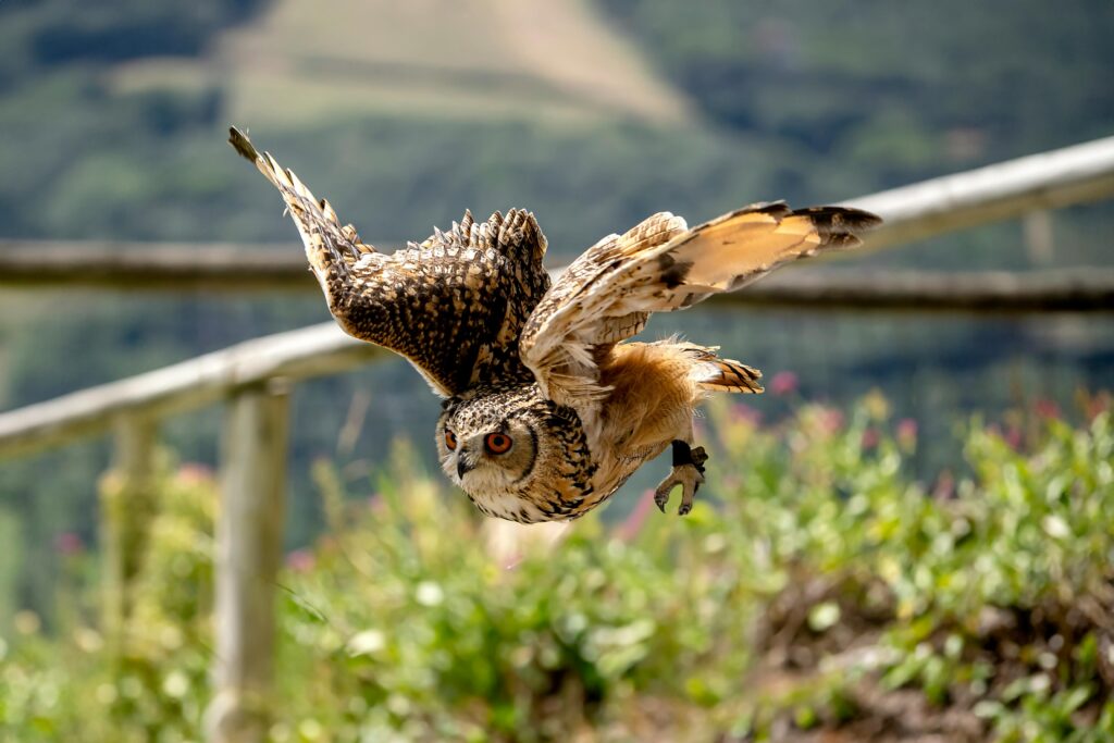 Stunning eagle owl mid-flight, showcasing its powerful wings and focused gaze in a vibrant outdoor setting.