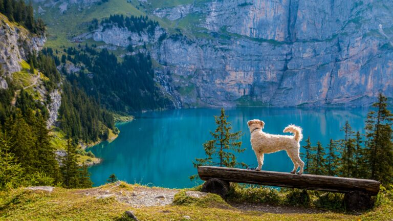 A dog stands on a bench overlooking a turquoise mountain lake surrounded by pine trees.