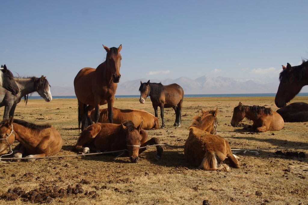 kyrgyzstan, song kul, nature, landscape, horse