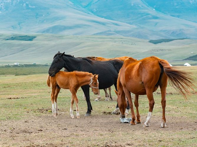 horses in Chon Kemin