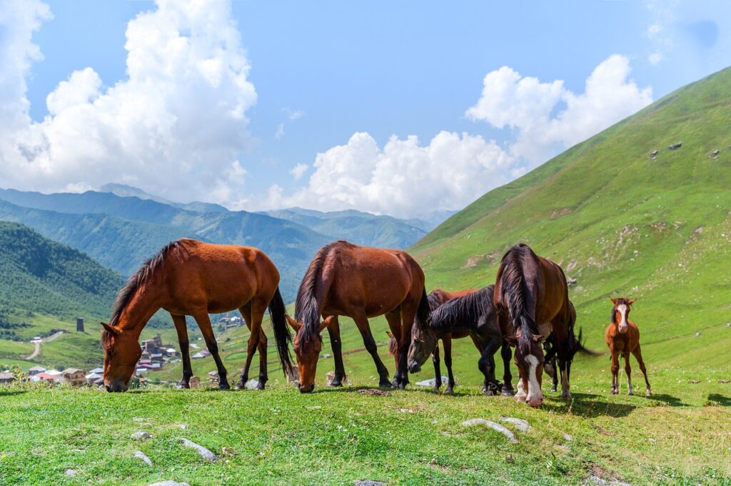foal, nature, horse, horse meadow, green grass, mountains, sky, clouds