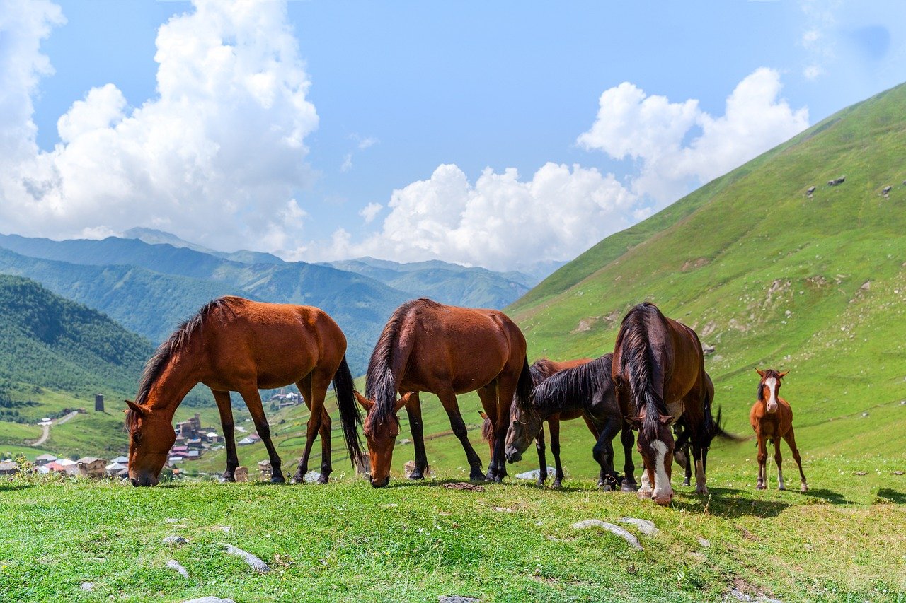 Best of Kyrgyzstan: 12-tägige private Abenteuertour