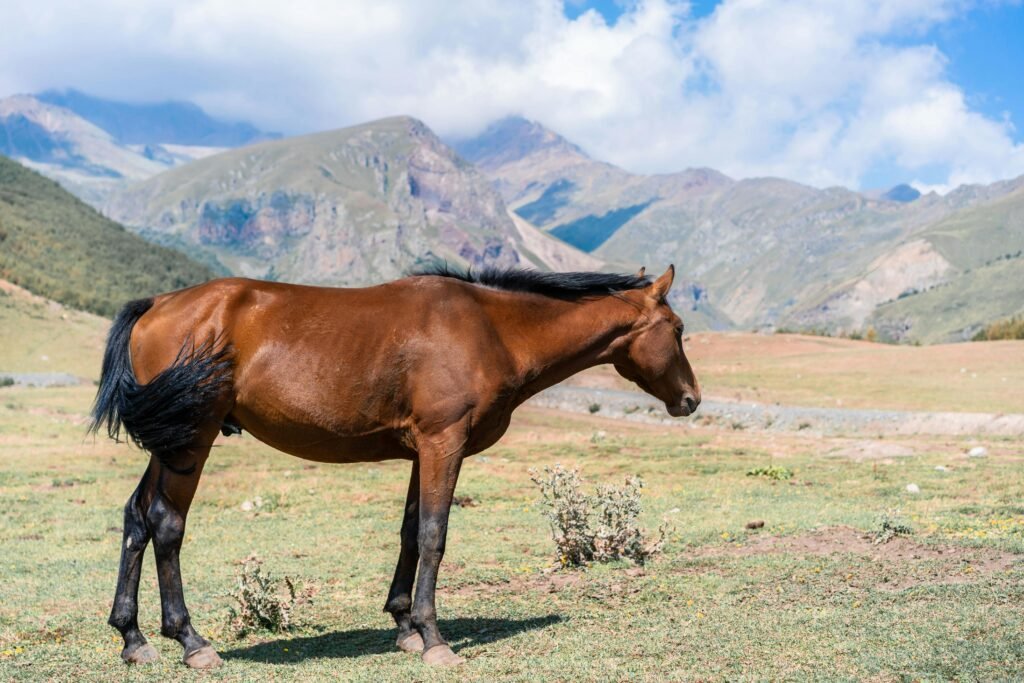 A brown horse standing in the scenic mountains of Stepantsminda, Georgia.