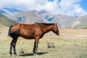 A brown horse standing in the scenic mountains of Stepantsminda, Georgia.