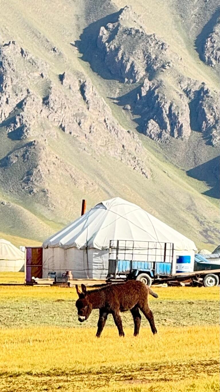 kel suu yurt camp
